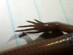 Subdoluseps malayana