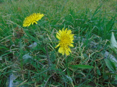 Sonchus asper glaucescens