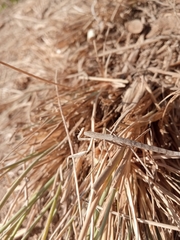 Bacillidae