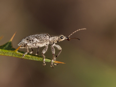 Agnesiotis pilosula