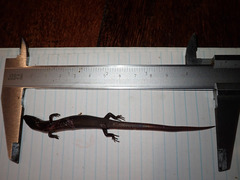 Subdoluseps malayana