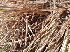 Bacillidae