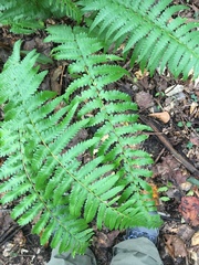Dryopteris ludoviciana