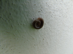 Pachyiulus apfelbecki