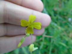 Bunias erucago