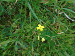 Bunias erucago