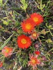 Lampranthus fergusoniae