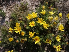 Xanthisma spinulosum scabrella