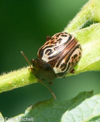 Calligrapha philadelphica