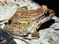 Leptodactylus rhodonotus