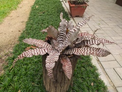 Cryptanthus zonatus