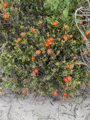 Lampranthus fergusoniae