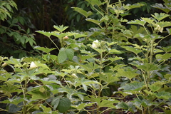 Abelmoschus esculentus