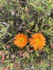 Lampranthus fergusoniae