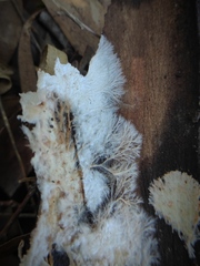 Etheirodon fimbriatum