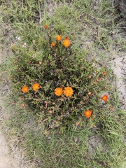 Lampranthus fergusoniae