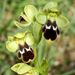 Ophrys omegaifera dyris - Photo 由 Beat Akeret 所上傳的 (c) Beat Akeret，保留部份權利CC BY-NC