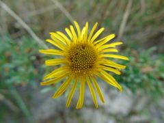 Limbarda crithmoides longifolia