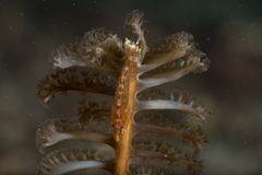 Bryaninops