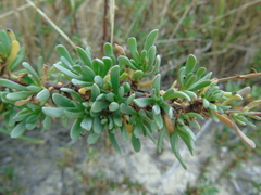 Limbarda crithmoides longifolia
