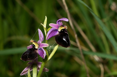 Ophrys ferrum-equinum