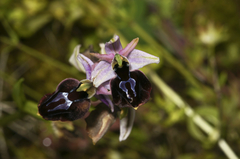 Ophrys ferrum-equinum