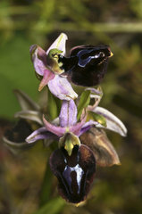 Ophrys ferrum-equinum