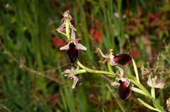Ophrys helenae