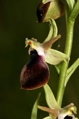 Ophrys helenae