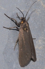 Dysauxes servula