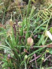 Sarracenia jonesii