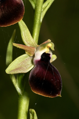 Ophrys helenae