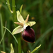 Ophrys sphegodes helenae - Photo (c) Beat Akeret, alguns direitos reservados (CC BY-NC), uploaded by Beat Akeret