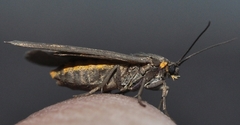 Dysauxes servula