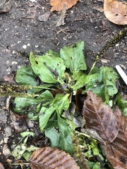 Plantago major