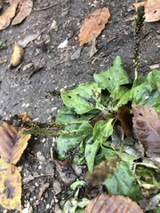 Plantago major