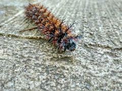 Ormiscodes cinnamomea