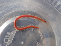 Geophilus becki