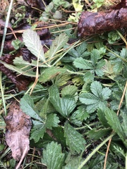 Potentilla
