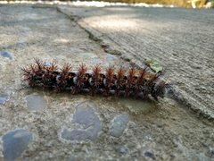 Ormiscodes cinnamomea