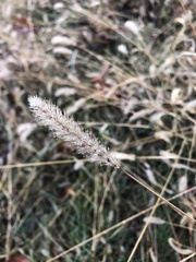 Setaria viridis