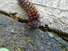 Ormiscodes cinnamomea