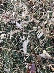 Setaria viridis