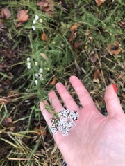 Achillea millefolium