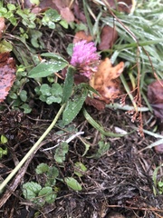 Trifolium pratense