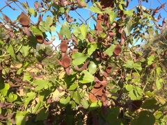Aristolochia baetica