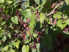 Aristolochia baetica
