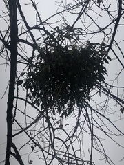 Viscum album