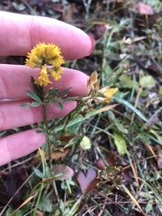 Medicago falcata