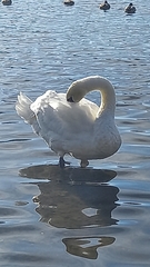 Cygnus olor